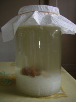 ケフィルの作り方